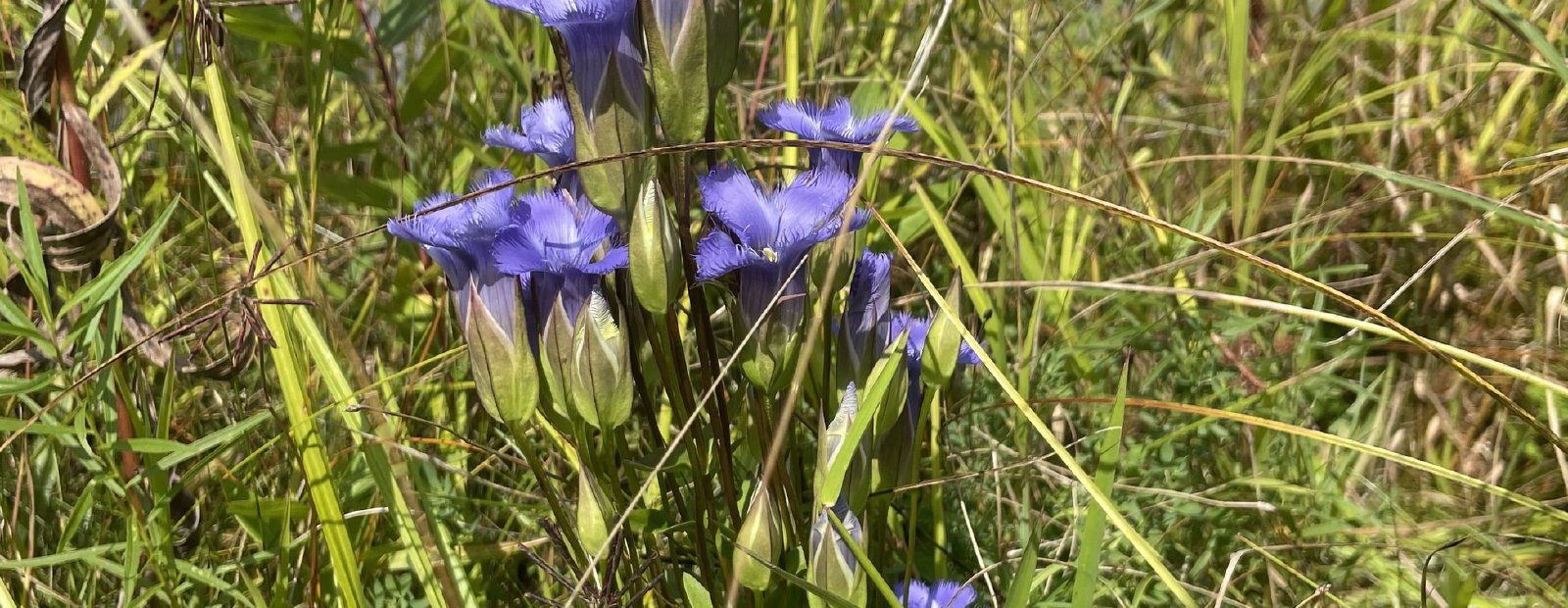 Fringed gentian in flower in a wet meadow