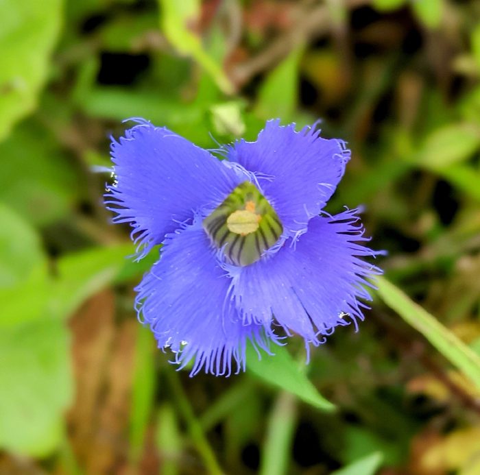 Flower face-on against a dark background.