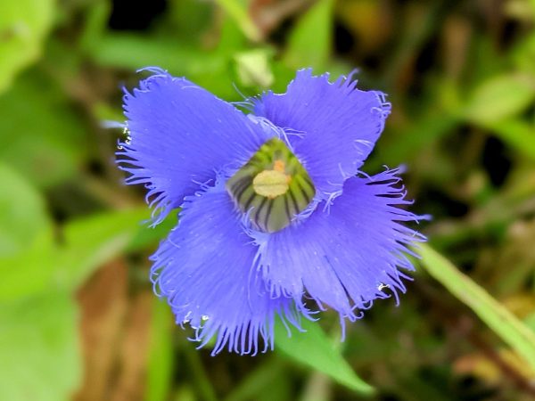 Flower face-on against a dark background.