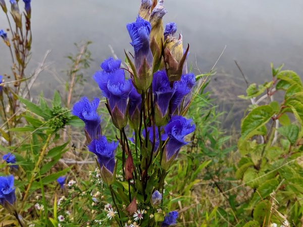 A multi-flowered plant with asters, water behind.
