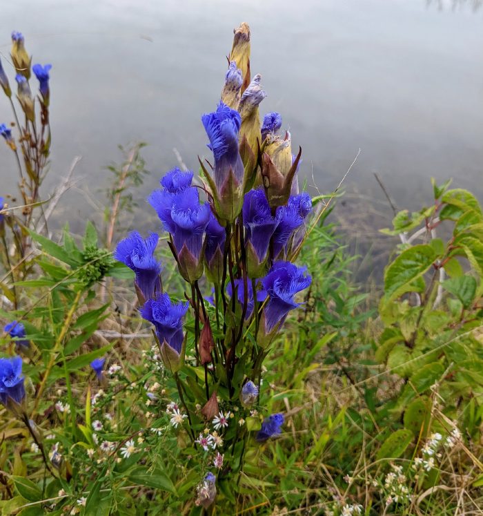 A multi-flowered plant with asters, water behind.