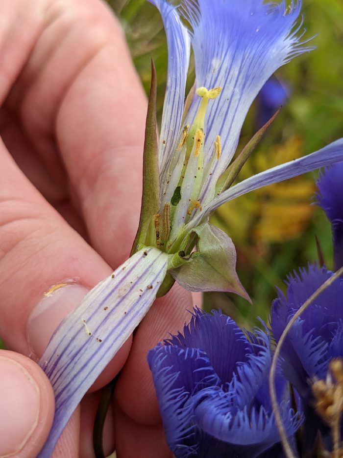 A flower opened by hand, showing the anthers and stigma.