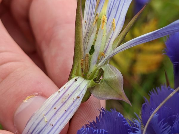 A flower opened by hand, showing the anthers and stigma.