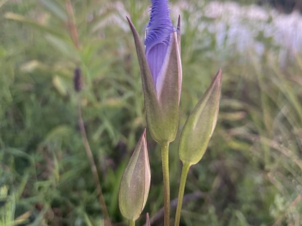 Buds and one opening flower, 31 August — the very start of the season.