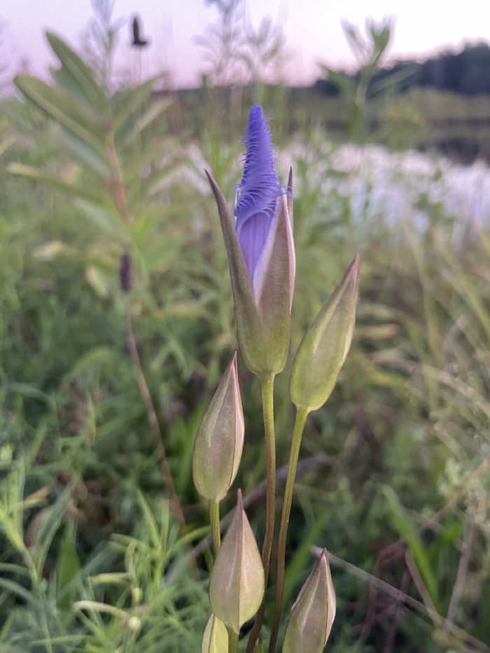 Buds and one opening flower, 31 August — the very start of the season.
