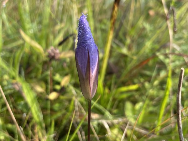 A single bud just cracking open.