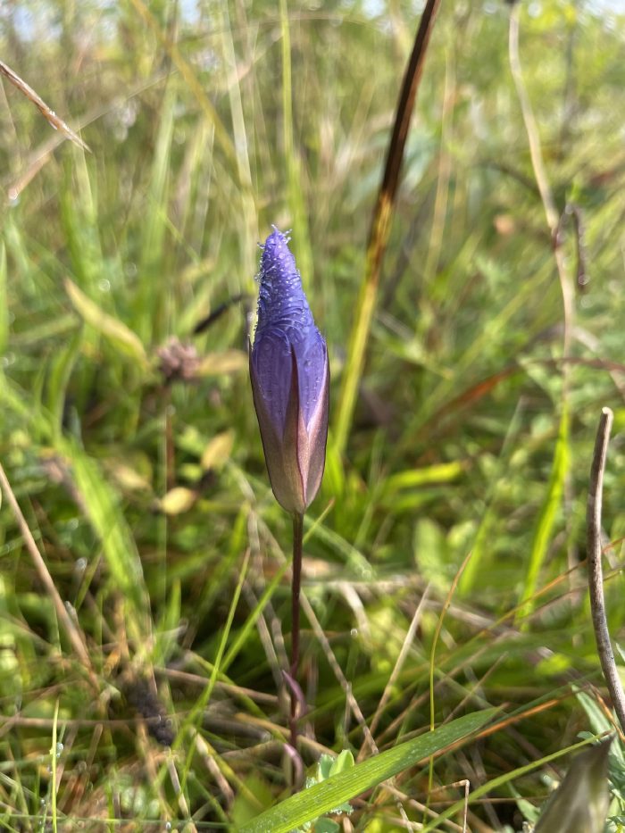 A single bud just cracking open.