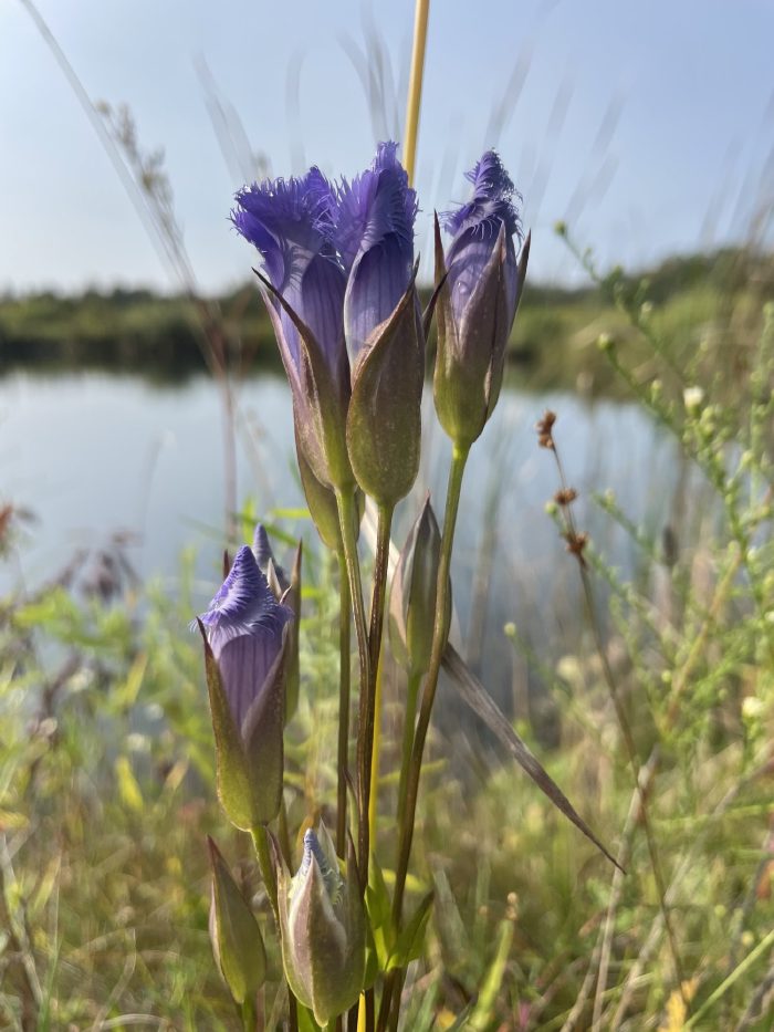 Two flowers opening on one stem.