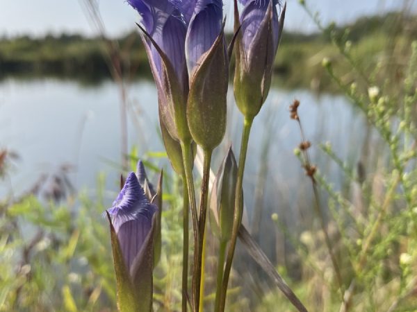 Two flowers opening on one stem.