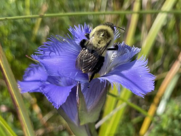 A bumblebee working an open flower.