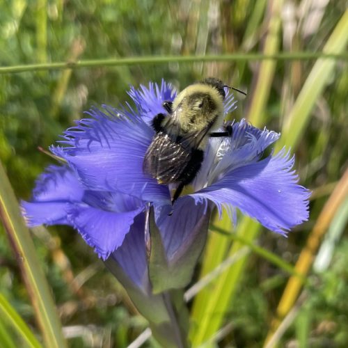 A bumblebee working an open flower.
