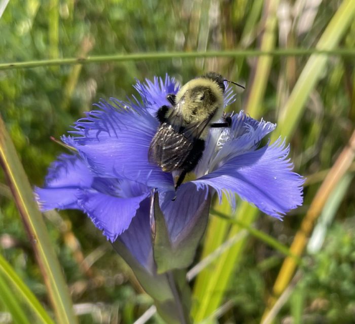 A bumblebee working an open flower.