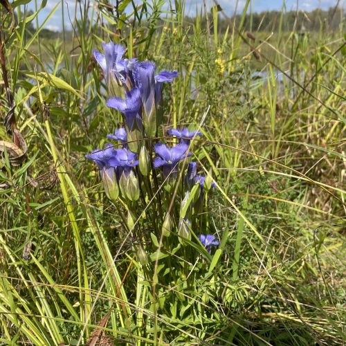A patch in habitat — several plants scattered through the vegetation.