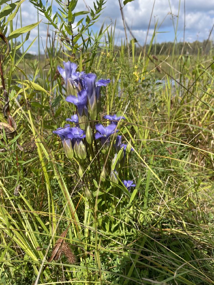 A patch in habitat — several plants scattered through the vegetation.