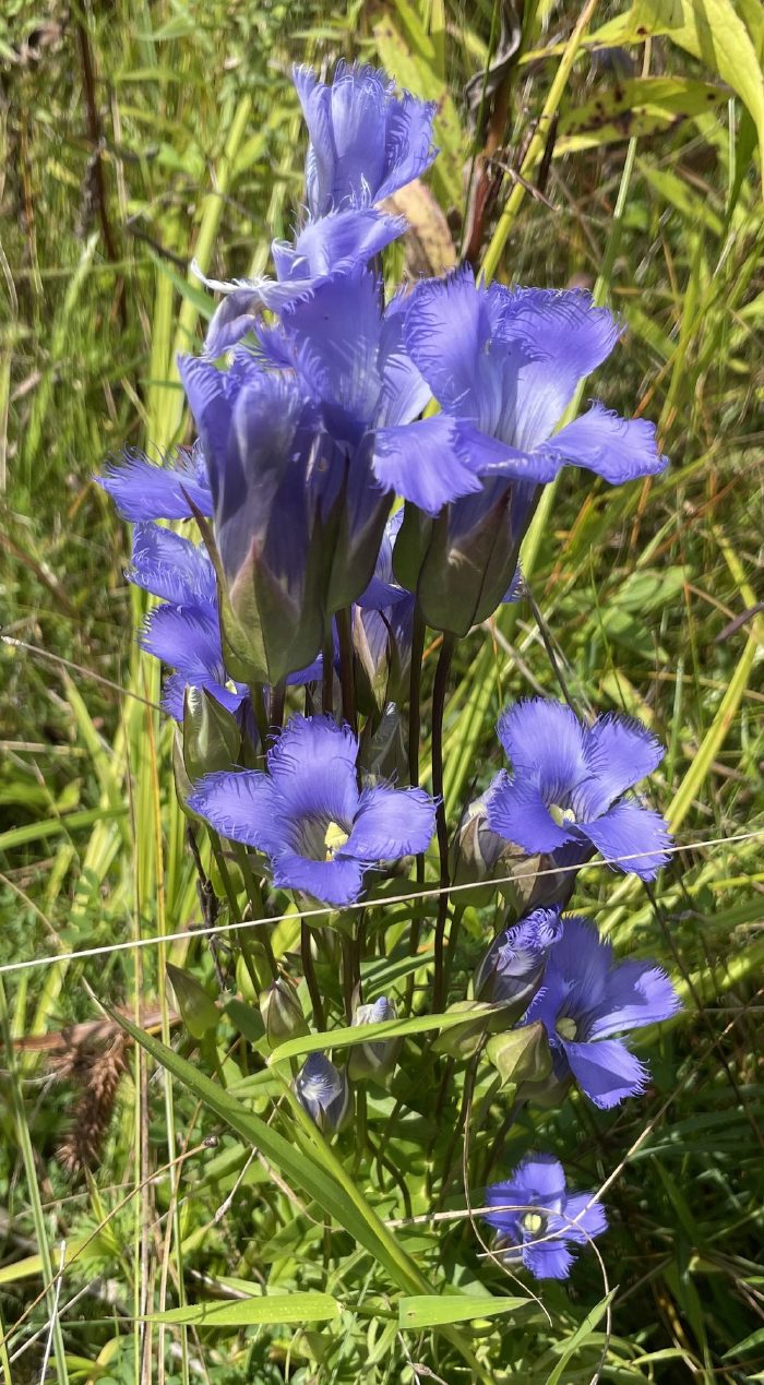 A multi-flowered plant, full stem.