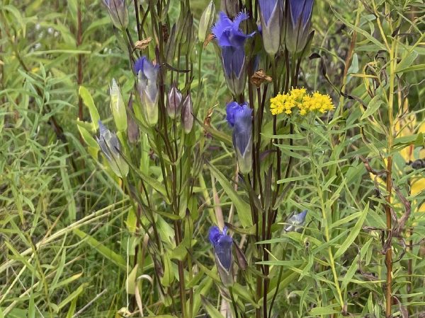 Whole plants against the sky, with goldenrod alongside.