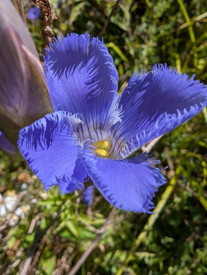 Open flower from an oblique angle, anthers visible.