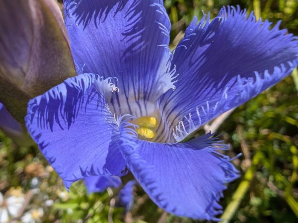 Open flower from an oblique angle, anthers visible.