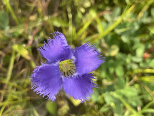 An open flower from directly above.