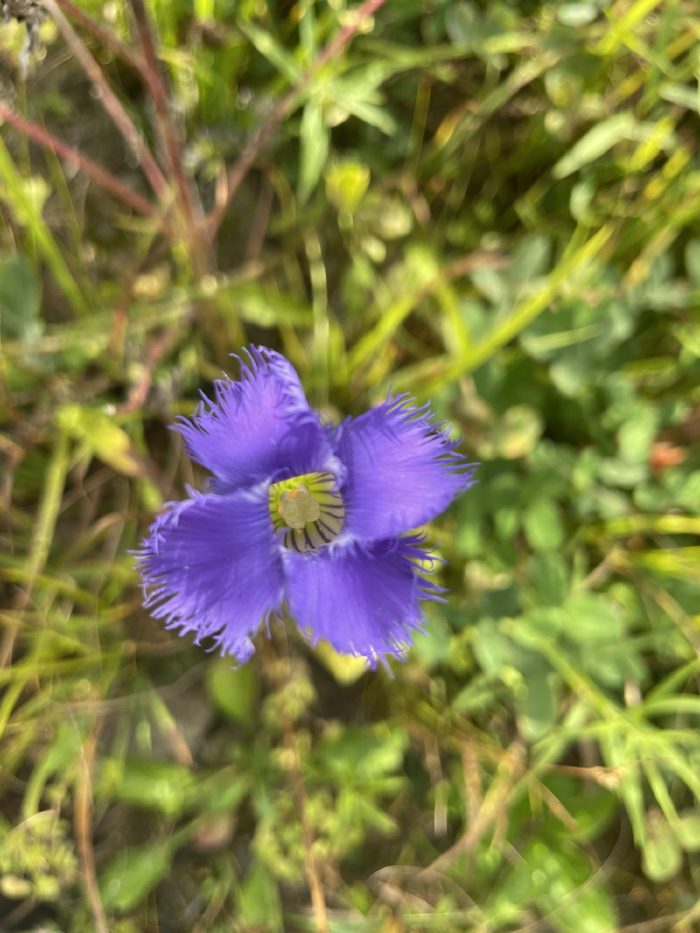 An open flower from directly above.