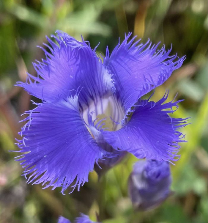 Corolla face-on, showing the fringed lobes the species is named for.