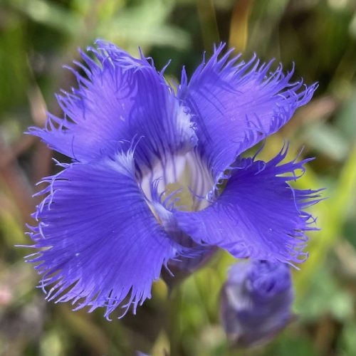 Corolla face-on, showing the fringed lobes the species is named for.