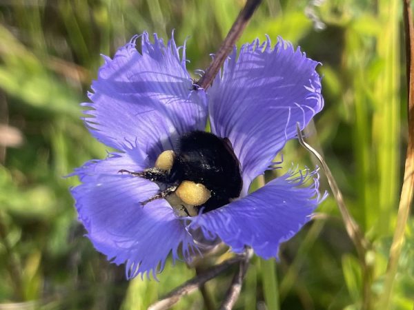 A dark bee deep in the corolla with full pollen loads.