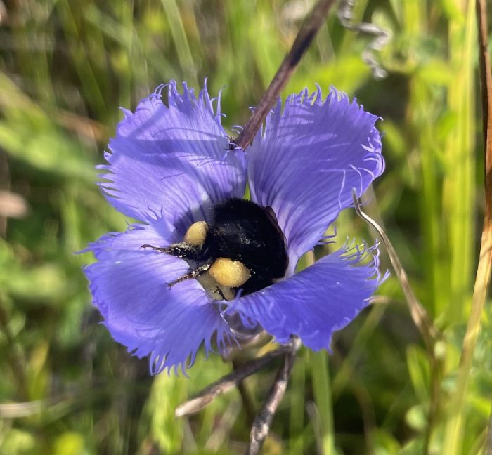A dark bee deep in the corolla with full pollen loads.